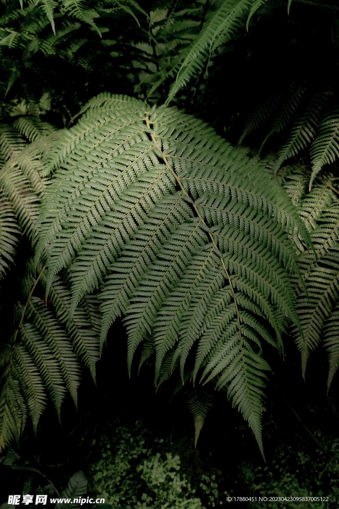 蕨类植物