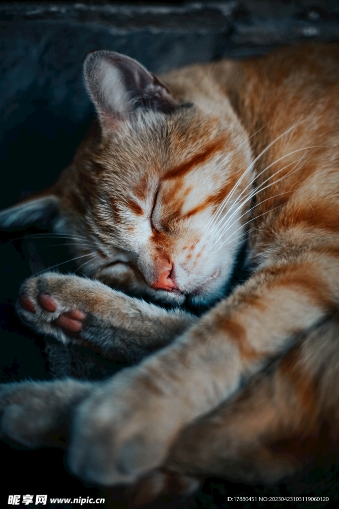 猫
