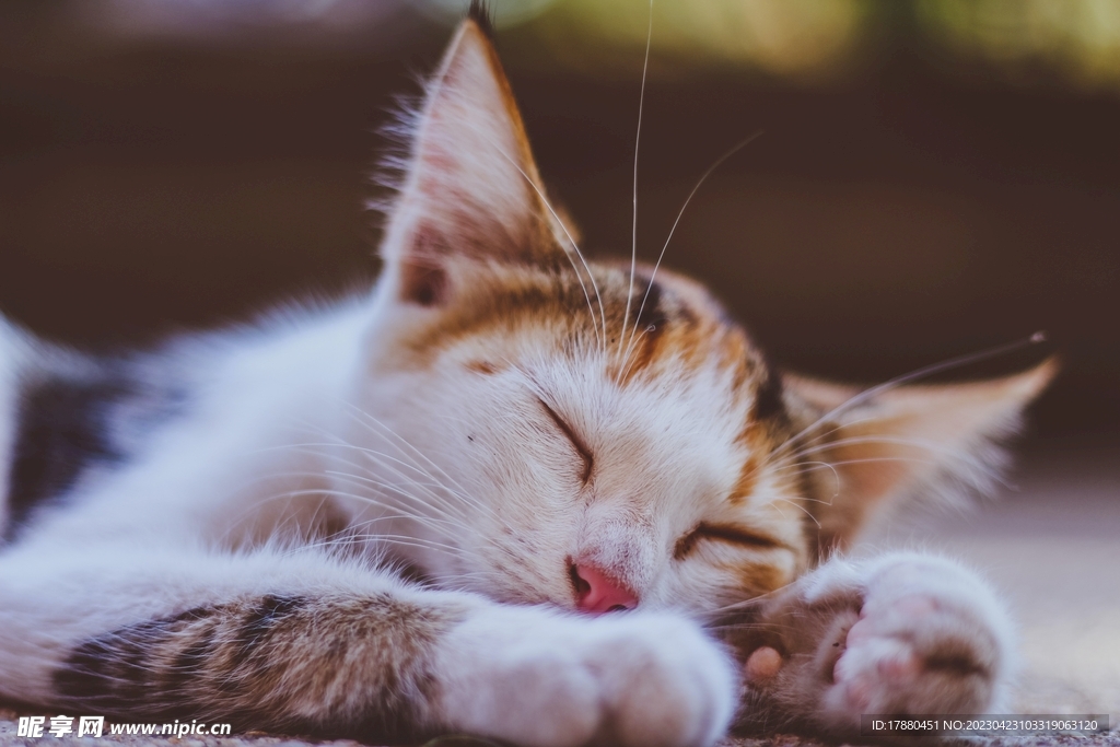 猫