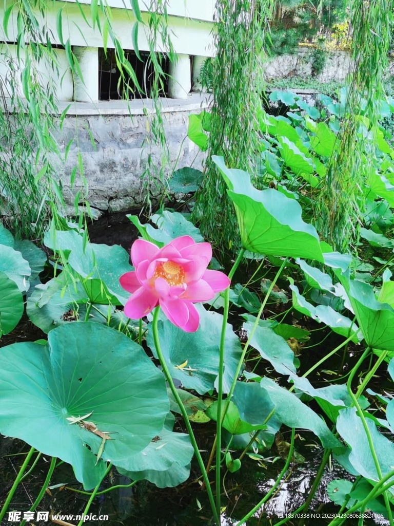 荷花