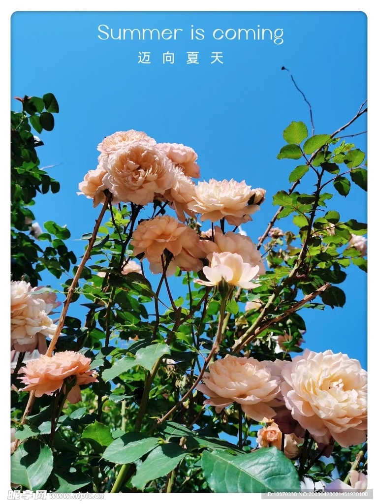 月季花