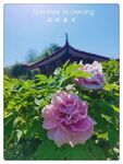 月季花