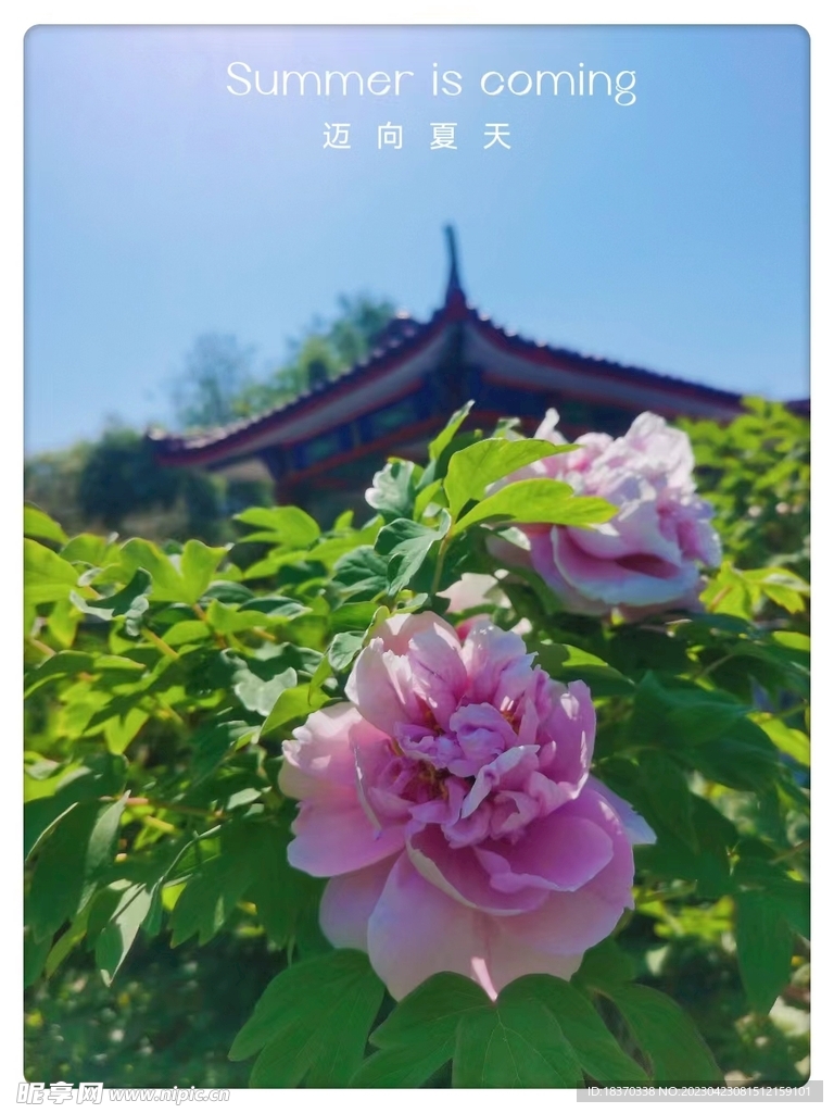 月季花