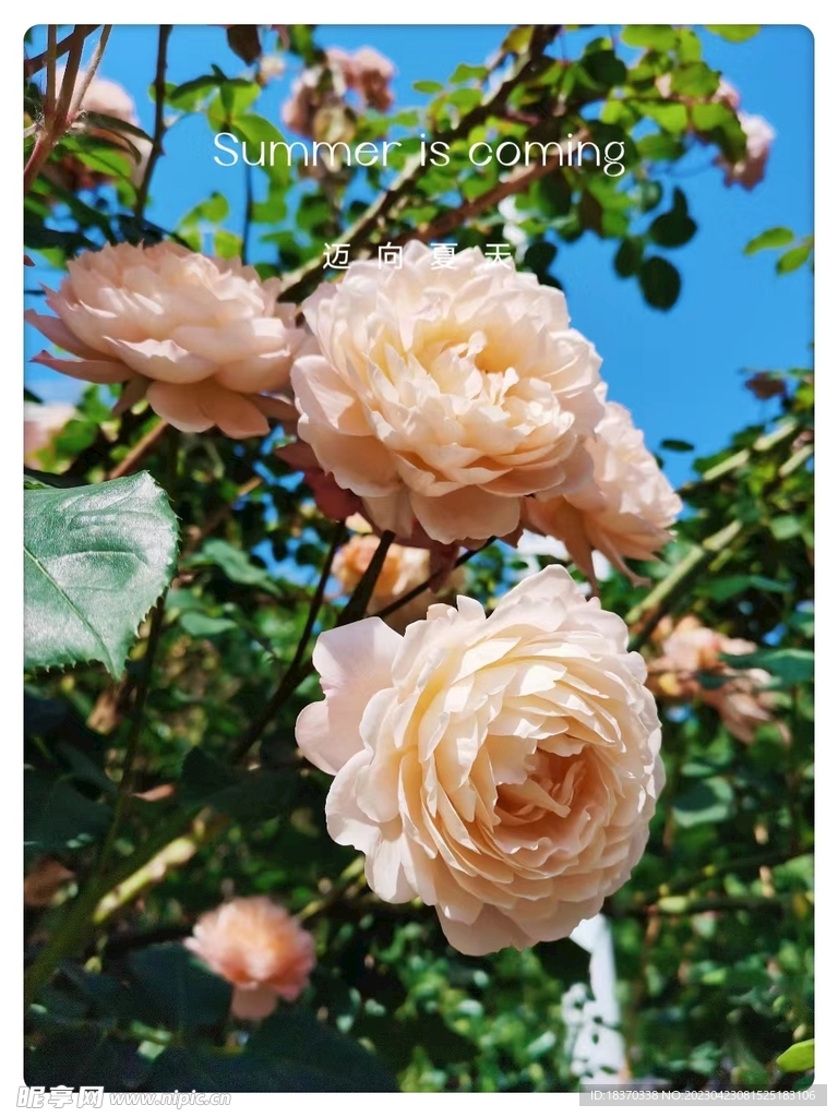月季花