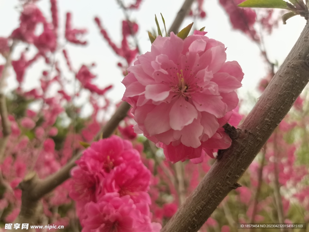 千叶桃花