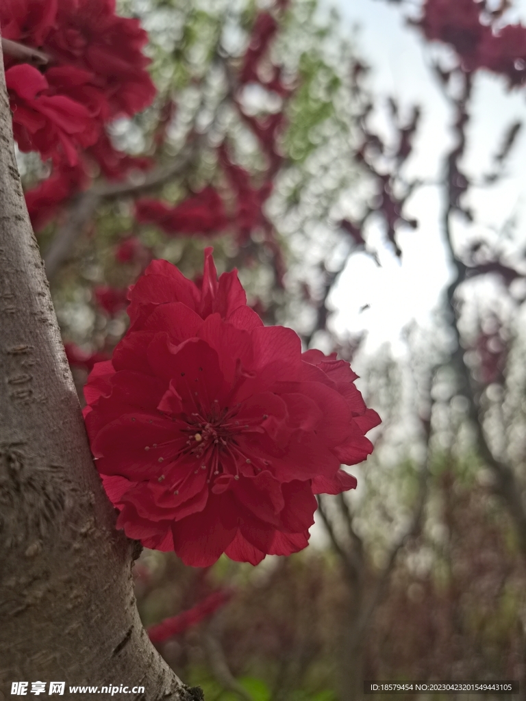 紫叶桃花