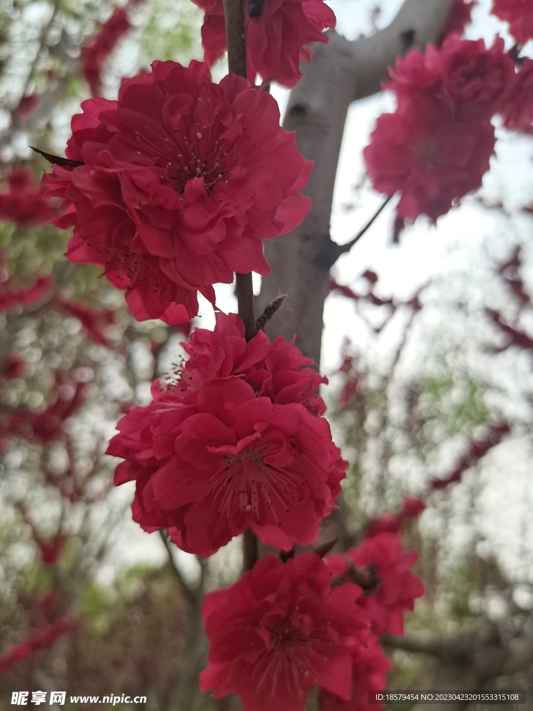 数朵紫叶桃花