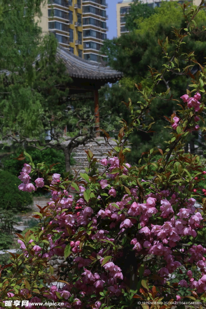 海棠花 