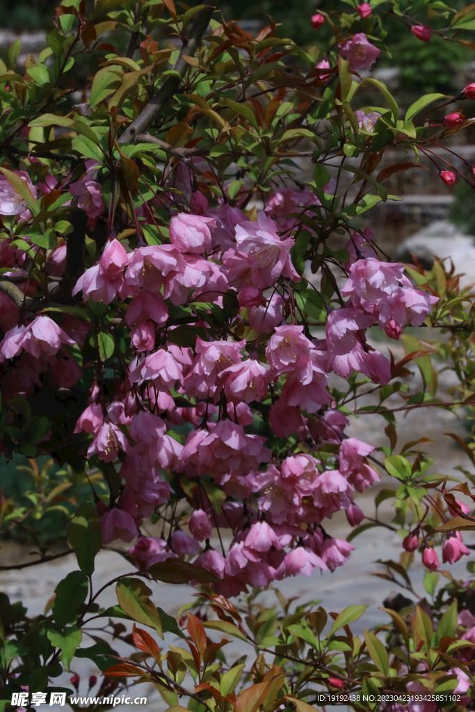 垂丝海棠花