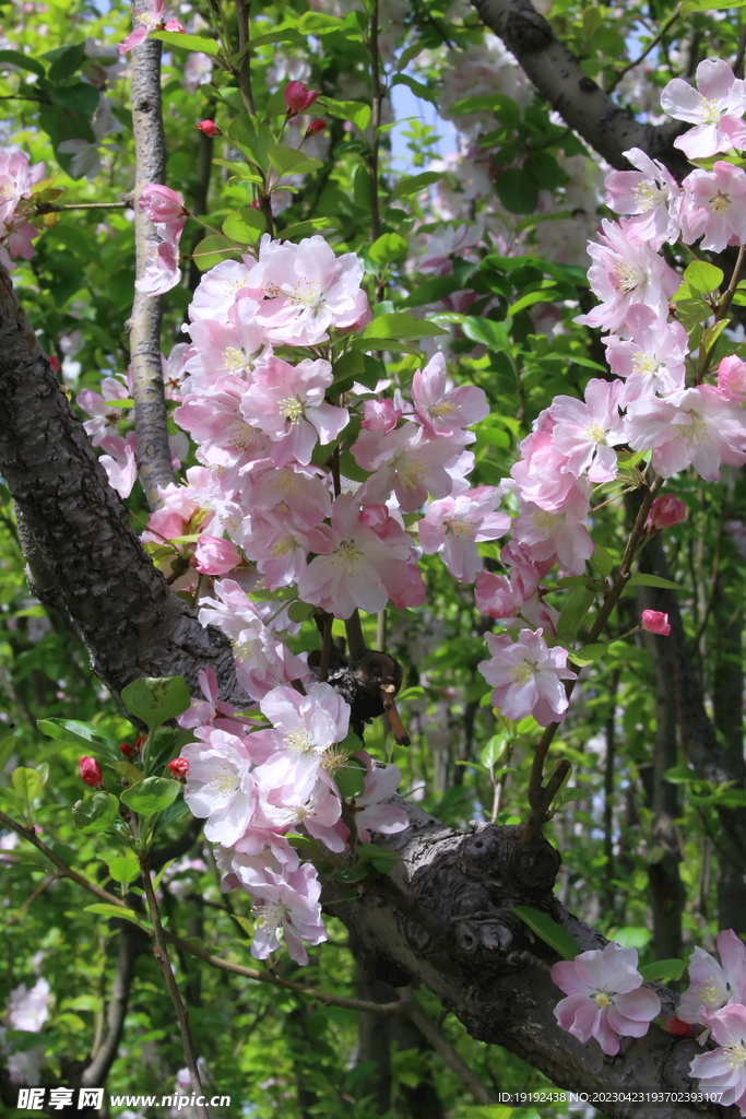 海棠花