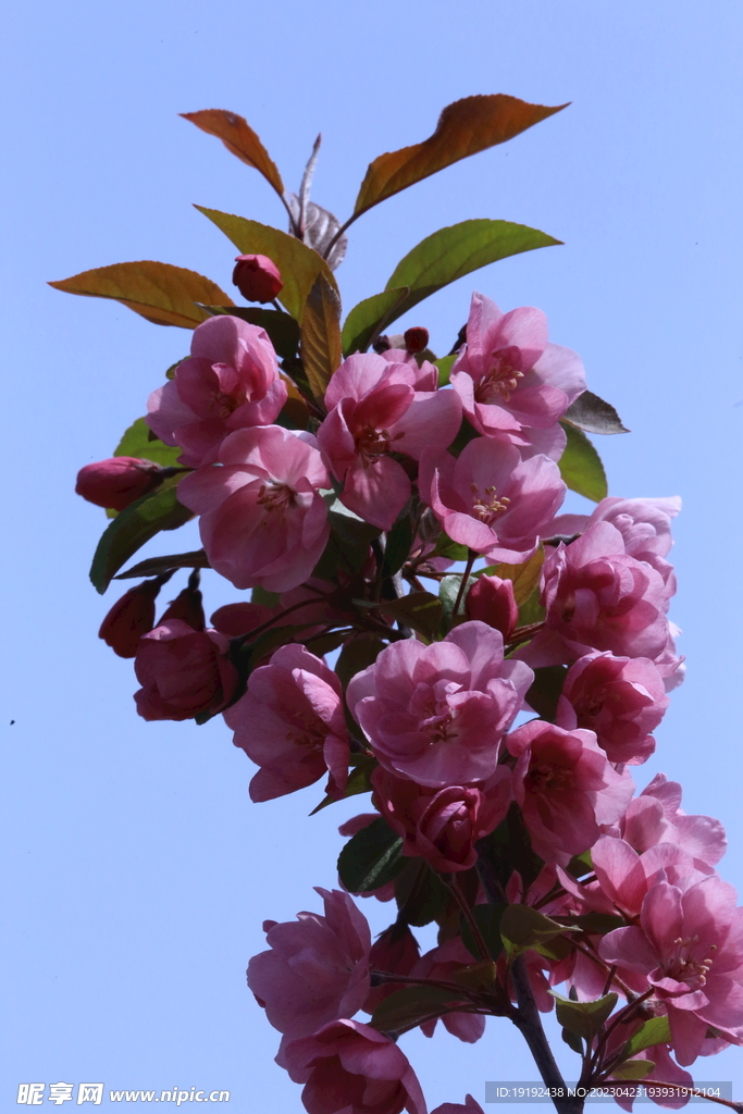 海棠花