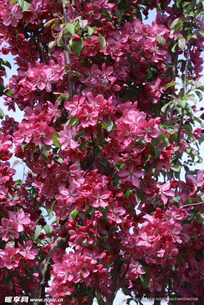 海棠花 