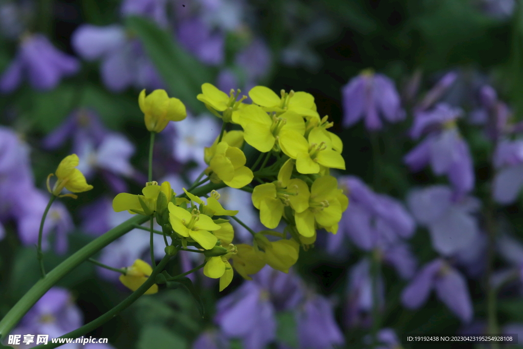 油菜花 