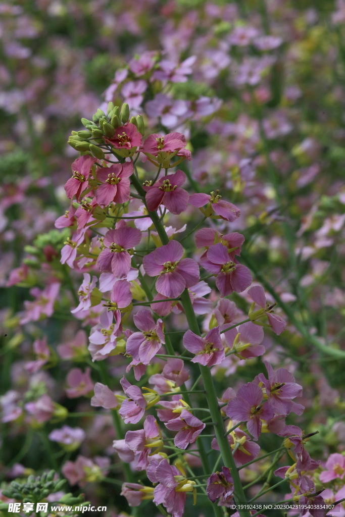 油菜花 