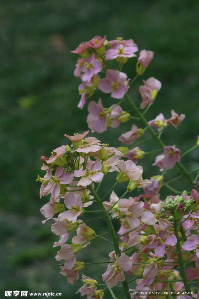 油菜花