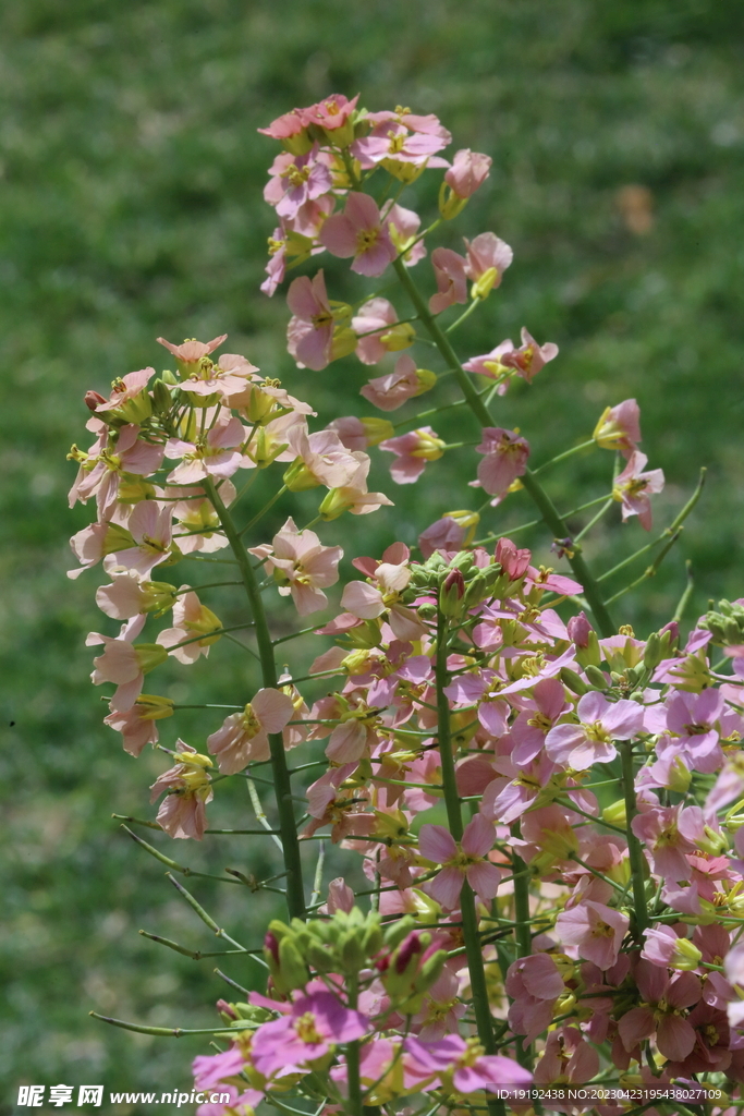 油菜花 