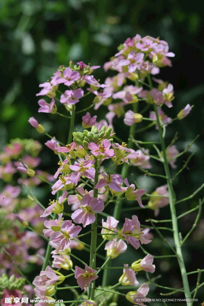 油菜花 