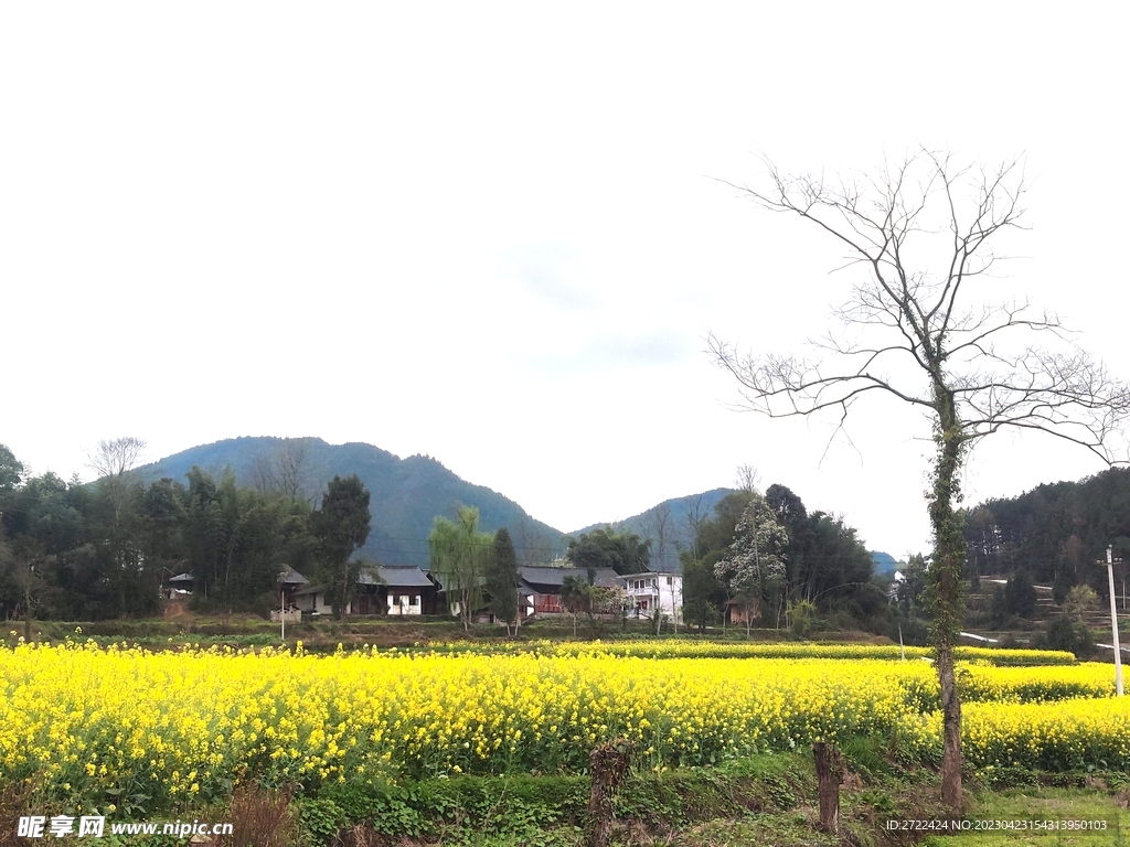 家乡油菜花