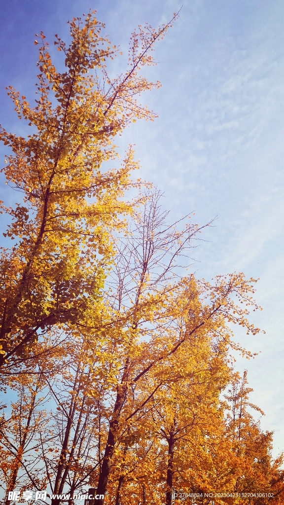 秋天路边的树