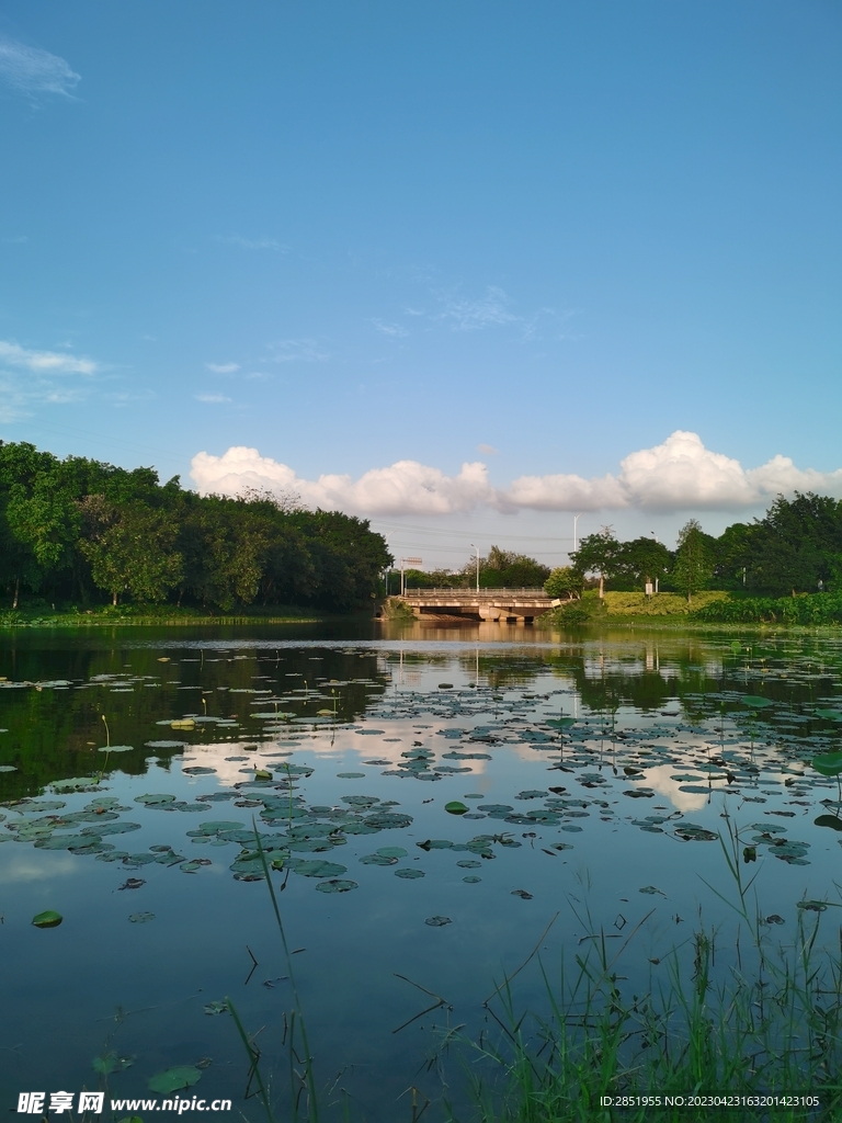 夏天的风景