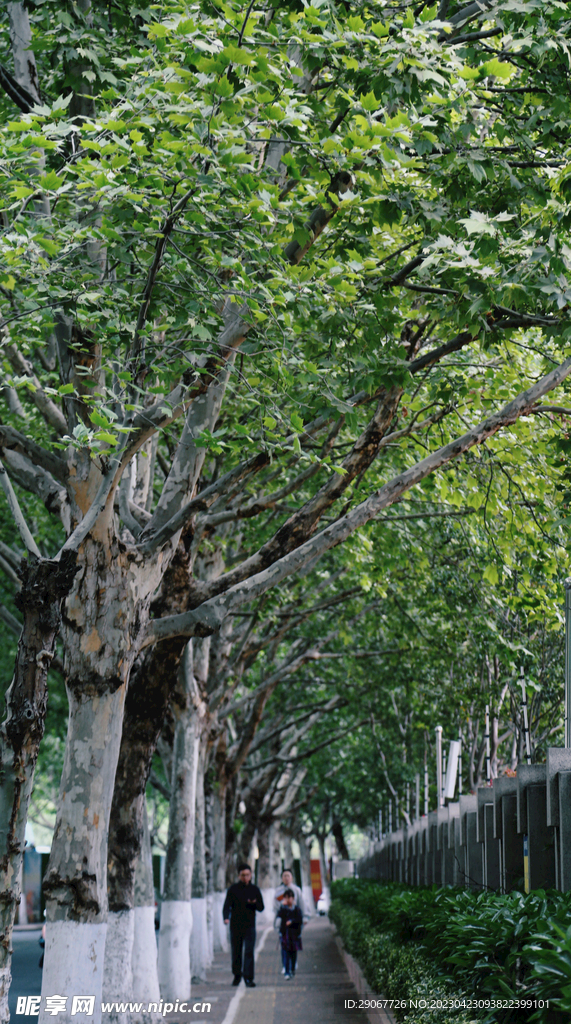 南京梧桐街景