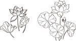 矢量花鸟