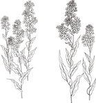 矢量花鸟