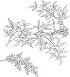 矢量花鸟