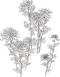 矢量花鸟