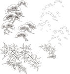 矢量花鸟