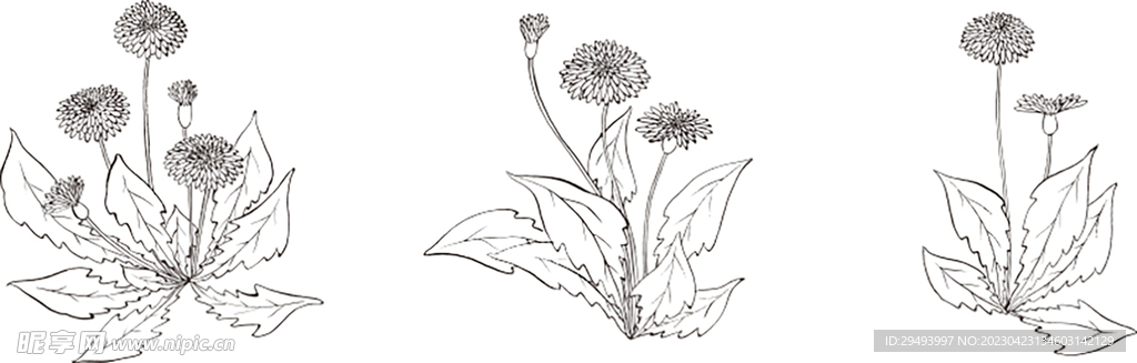 矢量花鸟