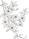 矢量花鸟