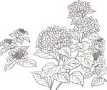 矢量花鸟
