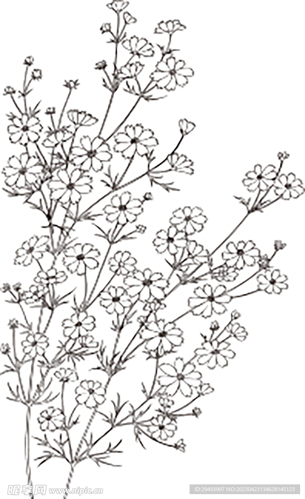 矢量花鸟