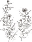 矢量花鸟