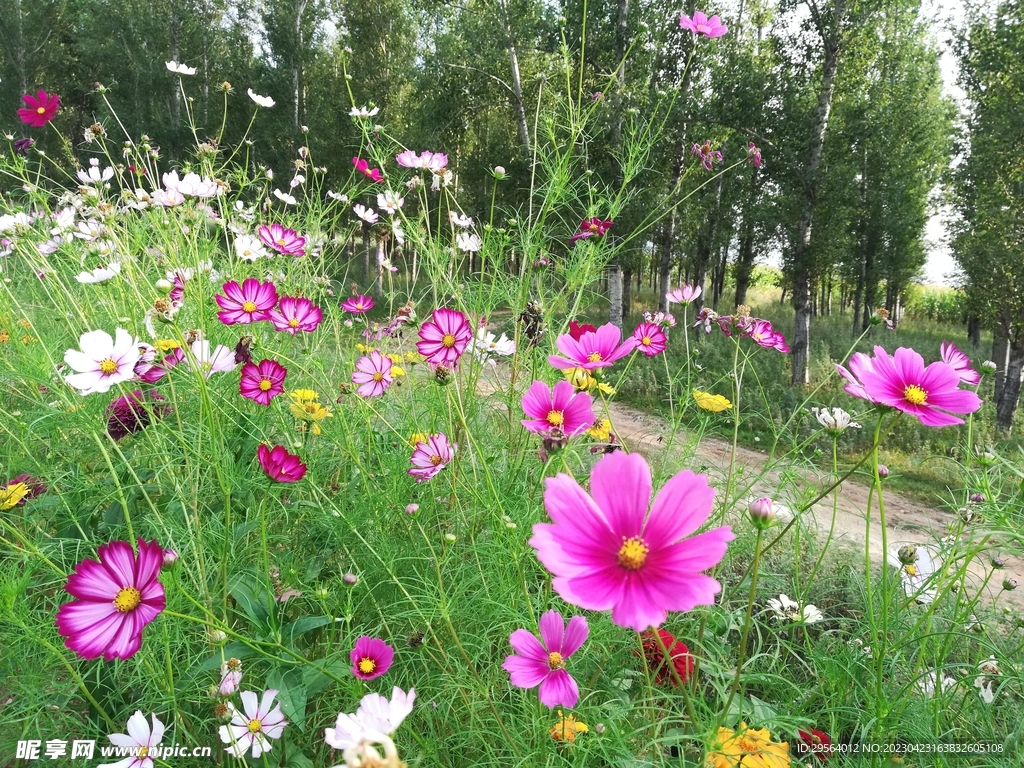 粉色花草
