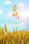 芒种