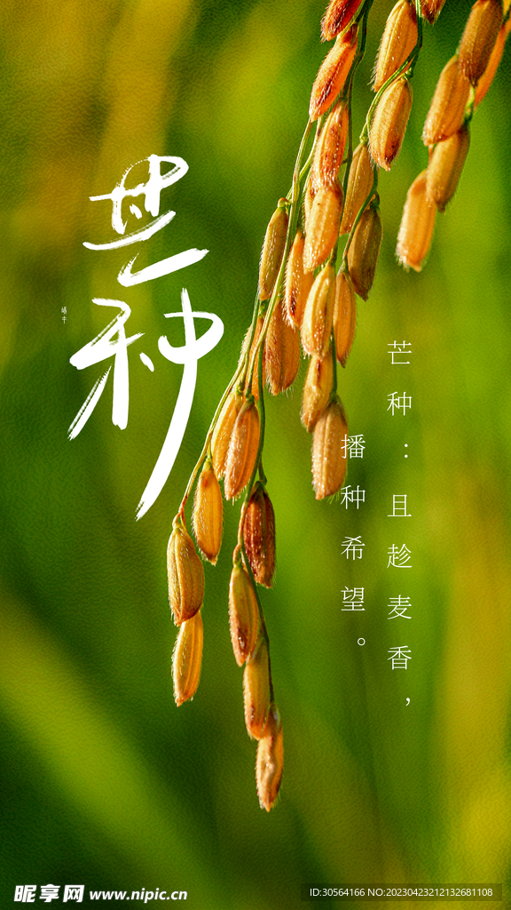 芒种