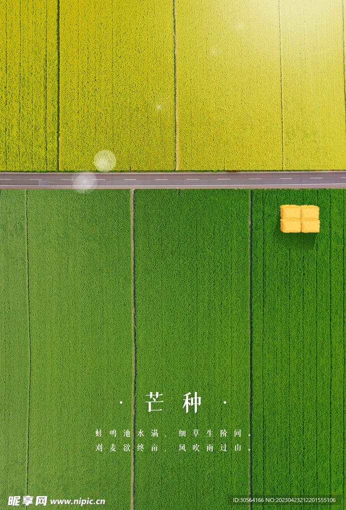 芒种