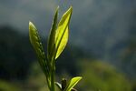 茶叶
