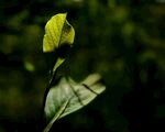 茶叶摄影