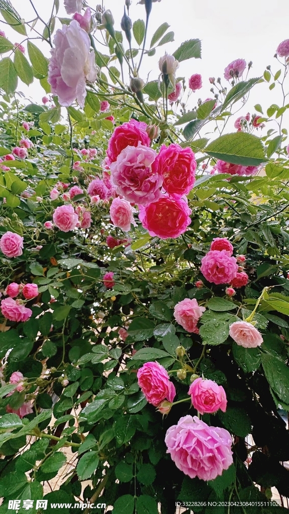 蔷薇