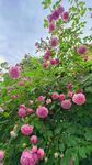 月季花