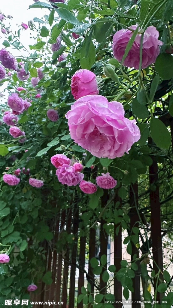 雨后花丛