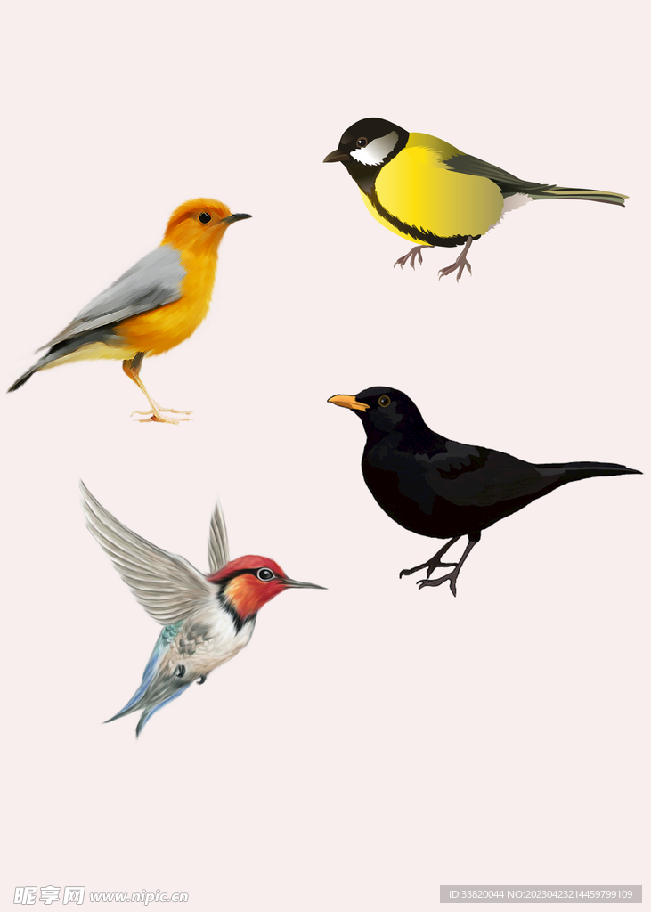 鸟