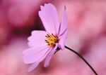 雏菊