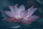 莲花