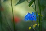 雏菊