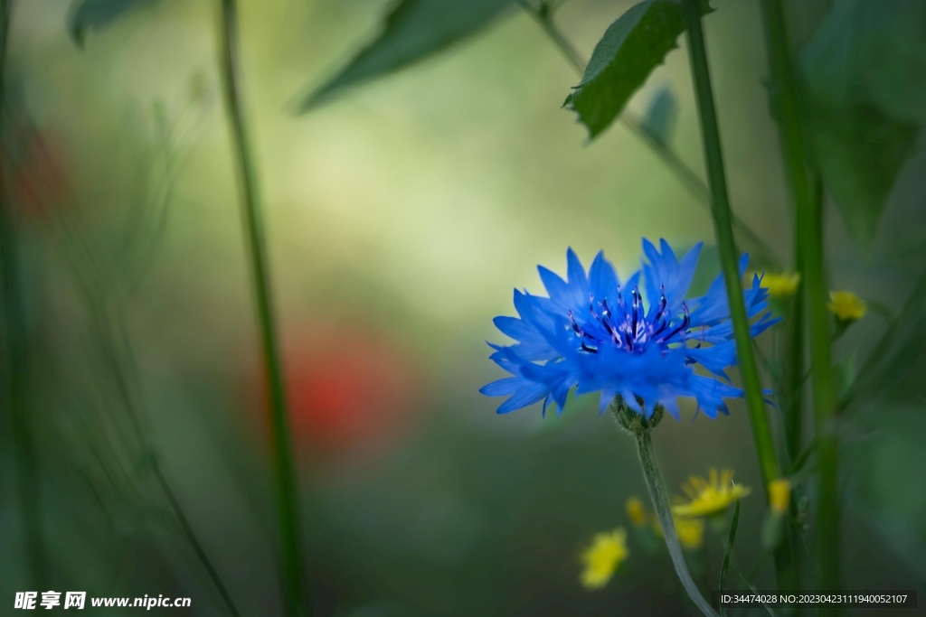 雏菊