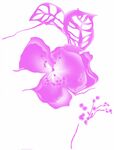 粉色花